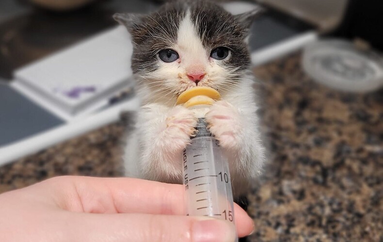 Message de Proanima - Chatons errants