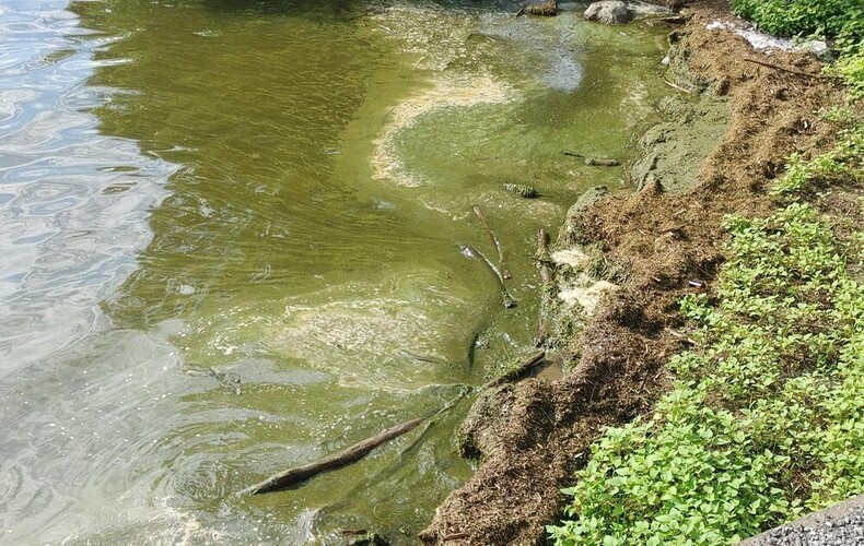 Suivi cyanobactéries à la baie Missisquoi