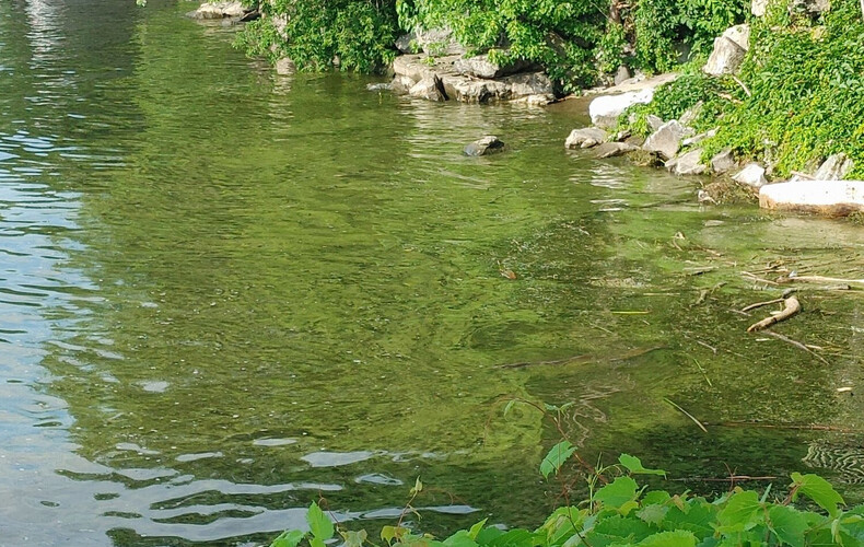 Les cyanobactéries sont de retour dans le bassin versant de la baie Missisquoi